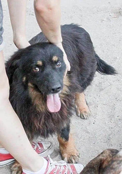Drewniak do adopcji, lubelskie Świdnik