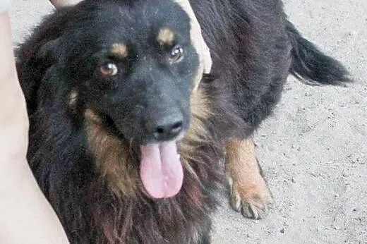 Drewniak do adopcji,  lubelskie Świdnik
