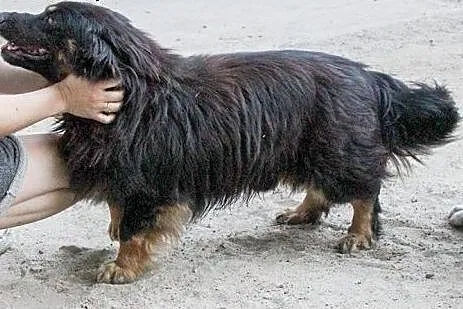 Drewniak do adopcji,  lubelskie Świdnik