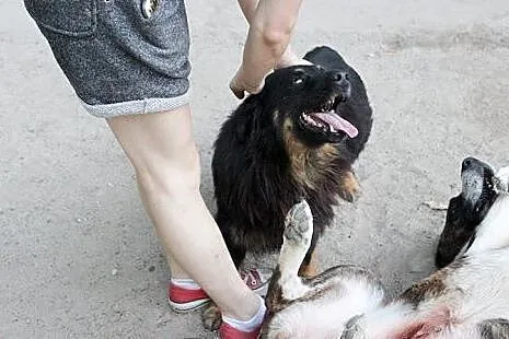 Drewniak do adopcji,  lubelskie Świdnik