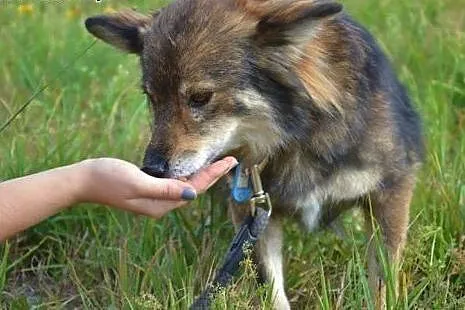 Sunieczka Tosia czeka na dom!!!,  małopolskie Krak