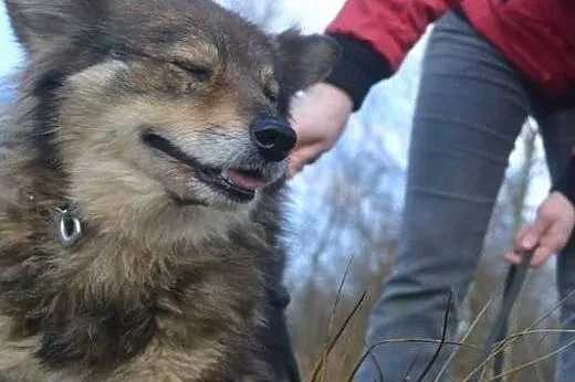Sunieczka Tosia czeka na dom!!!,  małopolskie Krak