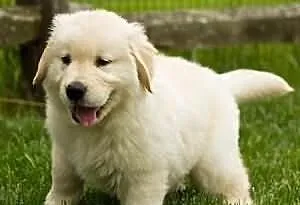 Mężczyzna i Kobieta Golden Retriever szczenięta Do