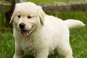 Mężczyzna i Kobieta Golden Retriever szczenięta Do