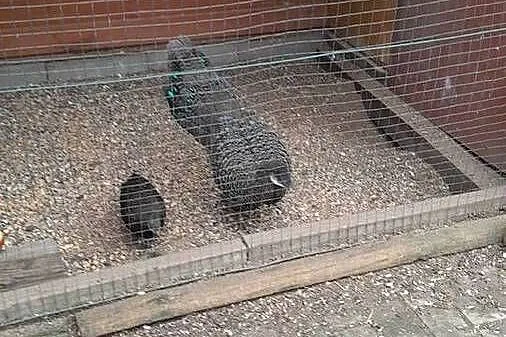Sprzedam samca bażanta wieloszpona, Dolnośląskie, Raków