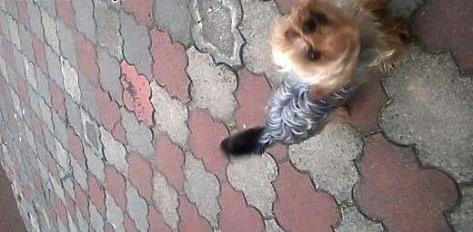 Oddam Yorka w dobre ręce, opolskie Ozimek