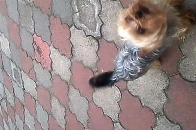 Oddam Yorka w dobre ręce,  opolskie Ozimek