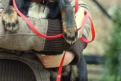Bluu ma 5 miesięcy i czeka na swój dom.