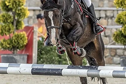 Wydzierżawię kuca sportowego gr. C, , Radzymin