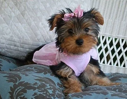 Yorkie szczenieta piekne przyjemne terier, mazowi