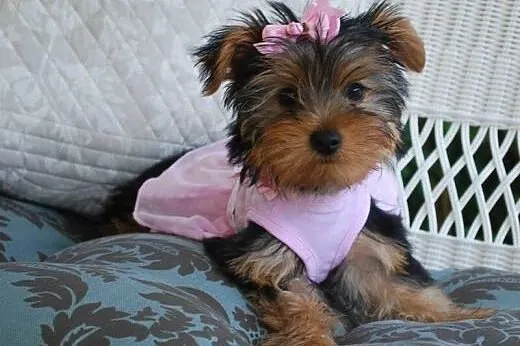 Yorkie szczenieta piekne przyjemne terier, mazowieckie Warszawa