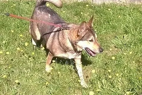 Zorro – 5 letni chłopak szuka swojego mi