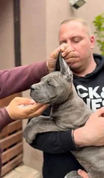 Cane Corso piękny zarejestrowane szczenięta na sprzedaż, Mazowieckie, Warszawa