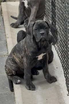 Cane Corso piękny zarejestrowane szczenięta na sprzedaż, Mazowieckie, Warszawa