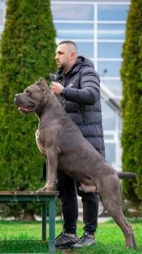 Cane Corso piękny zarejestrowane szczenięta na sprzedaż, Mazowieckie, Warszawa