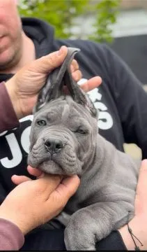 Cane Corso piękny zarejestrowane szczenięta na sprzedaż, Mazowieckie, Warszawa