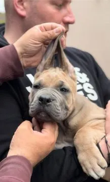 Cane Corso piękny zarejestrowane szczenięta na sprzedaż, Mazowieckie, Warszawa