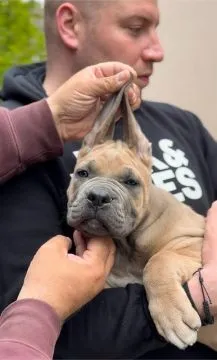 Cane Corso piękny zarejestrowane szczenięta na sprzedaż, Mazowieckie, Warszawa
