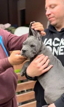 Cane Corso piękny zarejestrowane szczenięta na sprzedaż, Mazowieckie, Warszawa