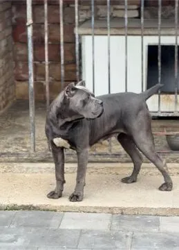 Cane Corso piękny zarejestrowane szczenięta na sprzedaż, Mazowieckie, Warszawa