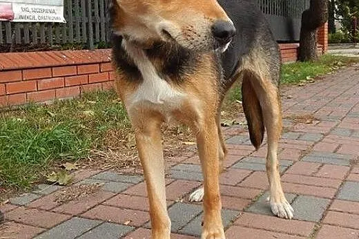 Młoda uległa Ksenia, łagodna suczka do PILNEJ adopcji, Kundelki cała Polska