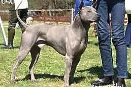 Thai Ridgeback Błekitna Suczka rod FCI