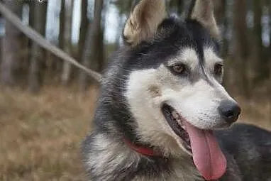 Maya - urocza sunia husky czeka na adopcję,  mazow
