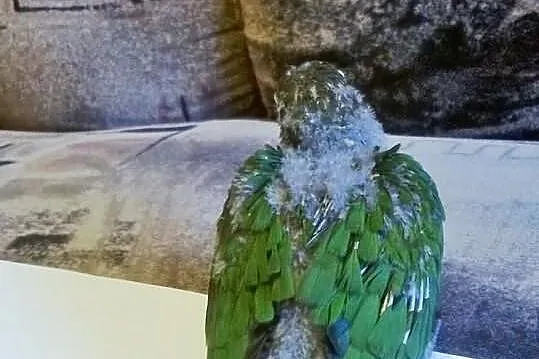 Rudosterki ręcznie karmione