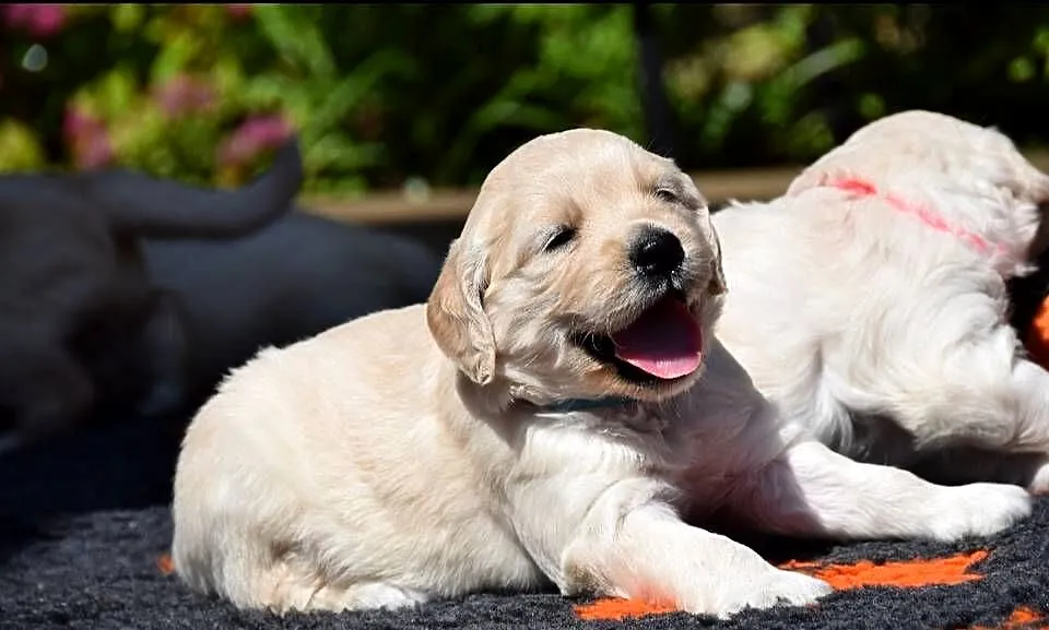 Golden Retriever szczenięta ZKWP FCI, Mazowieckie, Łochów