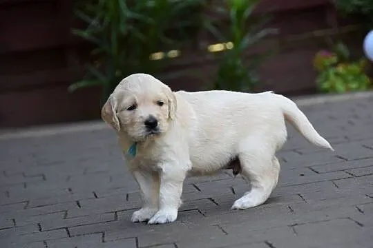 Golden Retriever szczenięta ZKWP FCI, Mazowieckie, Łochów