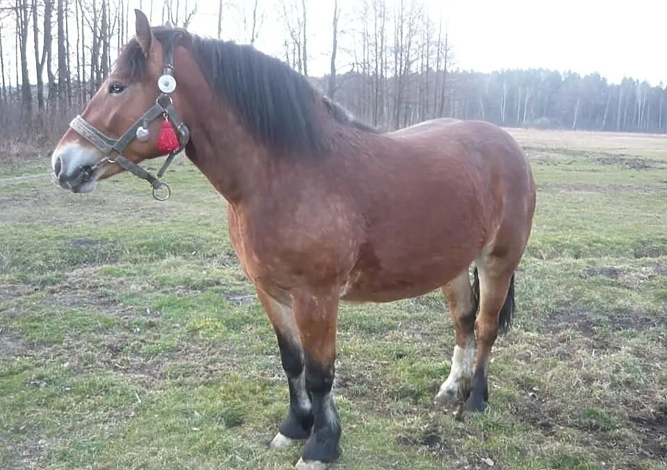 Klacz zimnokrwista
