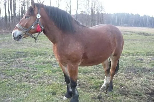 Klacz zimnokrwista