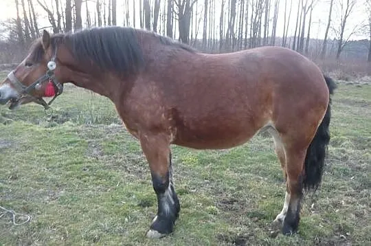 Klacz zimnokrwista