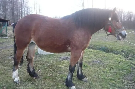 Klacz zimnokrwista