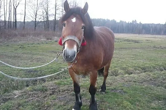 Klacz zimnokrwista