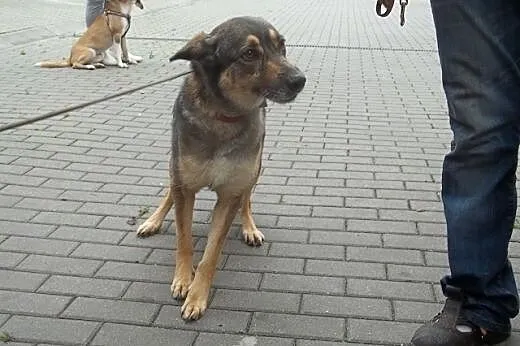 AZA młoda, średnia, radosna sunia szuka odpowiedzi