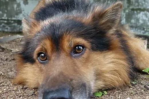 Niesamowita para, kudłaty Misio i jego mała przyjaciółka do adopcji!,  Kundelki cała Polska