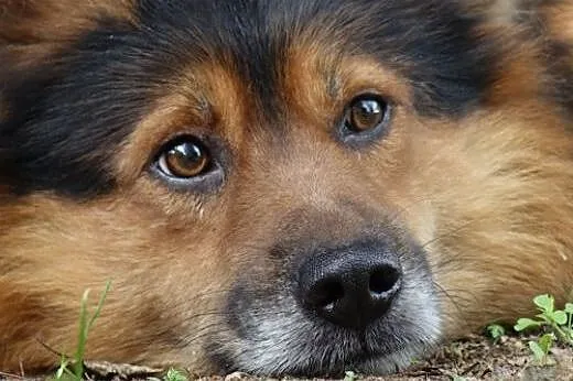 Niesamowita para, kudłaty Misio i jego mała przyja