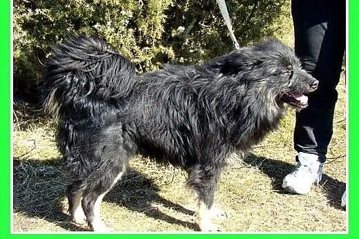 Średni 11kg,czujny,kontaktowy,kudłaty piesek.ADOPCJA,  mazowieckie Warszawa