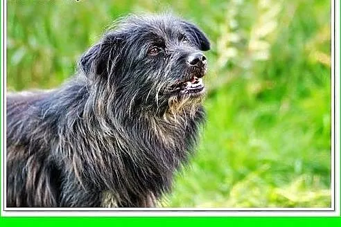 Średni 11kg,czujny,kontaktowy,kudłaty piesek.ADOPC