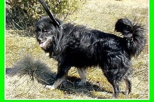 Średni 11kg,czujny,kontaktowy,kudłaty piesek.ADOPC