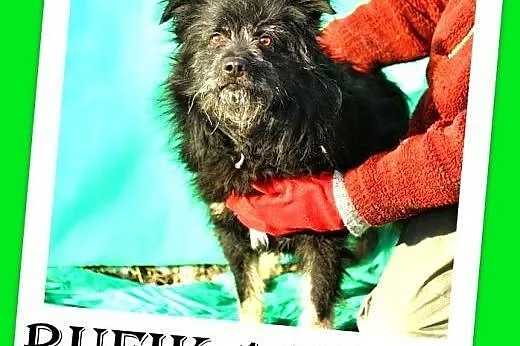 Średni 11kg,czujny,kontaktowy,kudłaty piesek.ADOPC