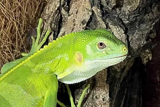 Legwan fidżijski Brachylophus fasciatus