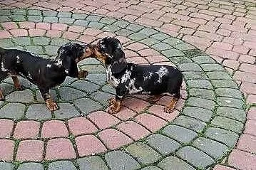 Jamnik miniaturowy krótkowłosy merle piesek, Świętokrzyskie, Klimontów