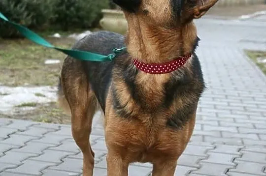 Bourbon - w typie owczarka, Mazowieckie, Nowy Dwór Mazowiecki