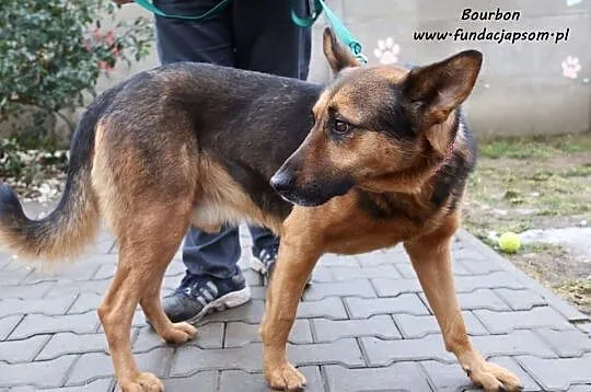 Bourbon - w typie owczarka, Mazowieckie, Nowy Dwór Mazowiecki