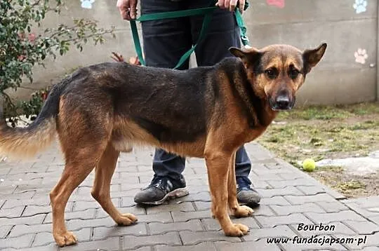 Bourbon - w typie owczarka, Mazowieckie, Nowy Dwór Mazowiecki