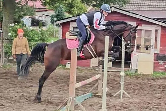 Młoda klacz z potencjałem, czyste RTG, top pochodzenie, Wielkopolskie, Czarnków