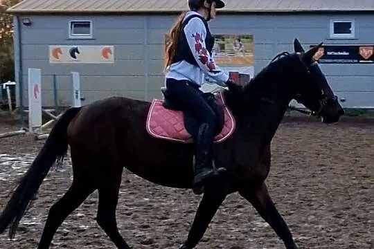 Młoda klacz z potencjałem, czyste RTG, top pochodzenie, Wielkopolskie, Czarnków