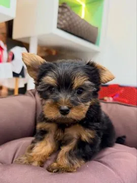 Miniaturowe szczenięta rasy Yorkshire Terrier (piesek i suczka) do adopcji: {{amandinelisa01@gmail.c, , Plock 	